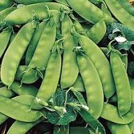 Oregon Sugar Pod Pea Seeds for Planting - Crisp and Sweet Edible Pods