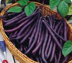 Violet Pole Bean Seeds for Planting - Vegetable Garden Essentials