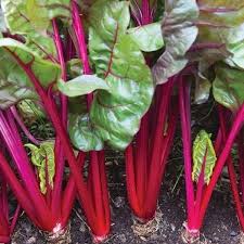 Red Swiss Chard Seeds for Planting - Nutrient-Rich Vegetable