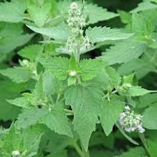 Green Catnip Seeds for Easy Planting