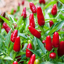 Pequin Chili Seeds for Planting - Vegetable Garden Starter