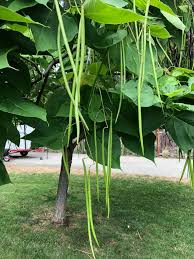 Green Catalpa Bignonioides Seeds for Planting