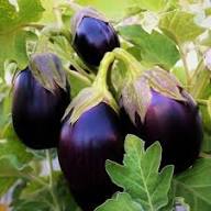 Ophelia Eggplant Vegetable Seeds for Planting