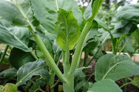 Gailan Vegetable Seeds for Planting