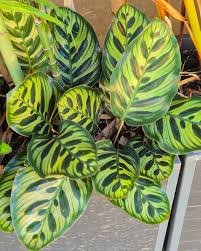 Green Calathea Flower seeds for Planting - Low Maintenance, Heirloom & GMO Free Seeds for Home Garden