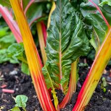 Swiss Chard Vegetable Seeds - Easy Planting