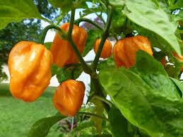 Bahamian Vegetable Seeds for Planting