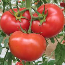 Tomato Super Fantastic Seeds for Garden Planting