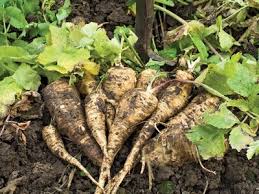 Russian Horseradish Vegetable Seeds for Home Planting