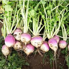 Purple Rutabaga Seeds for Vegetable Planting