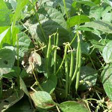 Mogettes Bean Seeds for Planting