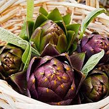 Purple Artichoke Vegetable Seeds for Planting