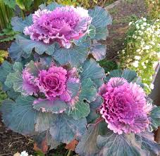 Pink Kale Vegetable Seeds for Planting