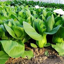 Green Pak Choi Seeds for Vegetable Planting