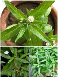 Bhringraj Flower Seeds for Planting - Enhance Your Garden