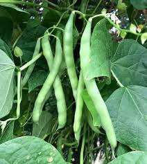 Blue Lake Pole Bean Seeds for Planting