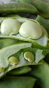 White Dixie Butter Vegetable Seeds for Planting