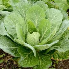 Green Collard Vegetable Seeds for Planting