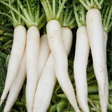 White Radish Seeds for Vegetable Planting