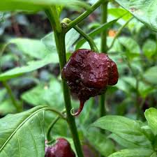 Chocolate Bubblegum Vegetable Seeds for Planting