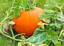 Yellow Jamaican Pumpkin Planting Seeds
