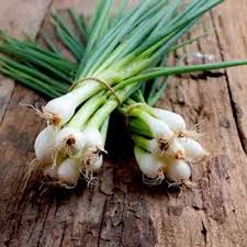 Scallion Vegetable Seeds  Perfect for Planting