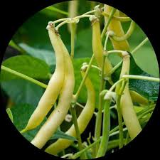 Yellow Bean Vegetable Seeds for Planting