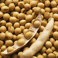 Brown Edible Soybean Seeds - 1 Planting Seeds
