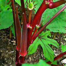 Red Green Okra Planting Seeds for Vegetables