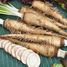 Salsify Vegetable Planting Seeds for Your Garden