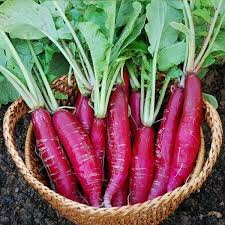 Pink Radish Planting Seeds for Vegetable Gardens