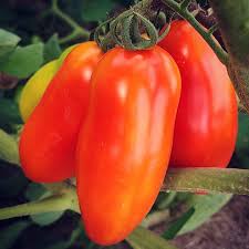Red Speckle Tomato Seeds for Vegetable Planting