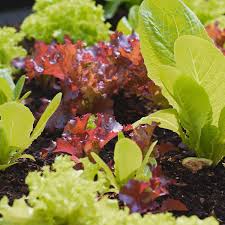 Lettuce Mix Seeds for Indoor Planting