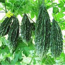 Karela Vegetable Seeds for Easy Planting at Home