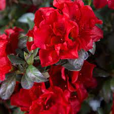 Premium Red Azalea Seeds For Planting Flower