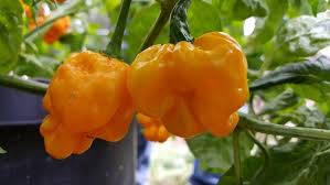 MOA Yellow Scotch Bonnet Pepper Seeds for Planting