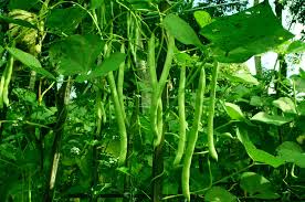 Pole Bean Garden Seeds  Ideal for Vertical Planting in Warm Seasons