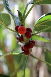 Green Ficus Pertusa Seeds for Planting