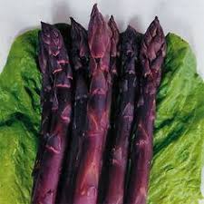 Purple Asparagus Seeds  Perfect for Planting