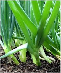 Scallion Vegetable Seeds  Perfect for Planting