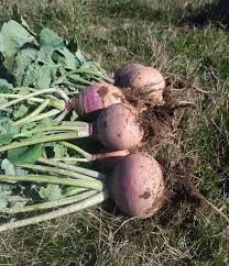 Purple White Rutabaga Seeds for Planting, Vegetable Seeds