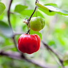 Rocoto Vegetable Seeds for Planting - Grow Your Own Spicy Peppers