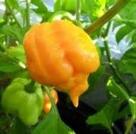 Yellow Brain Strain Pepper Planting Seeds