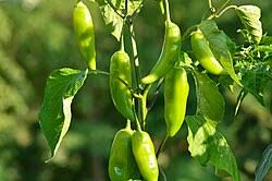 Pepperoncini Vegetable Seeds  Ideal for Home Planting