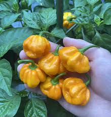 Premium Bonnet Vegetable Seeds - Easy Planting Guide Included