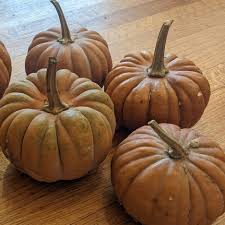 Futsu Squash Seeds: Perfect for Planting