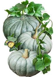 Gray Zapallo Plomo Vegetable Planting Seeds