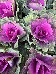 Pink Kale Vegetable Seeds for Planting