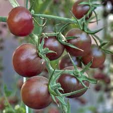 Brown Tomato Vegetable Seeds for Growing