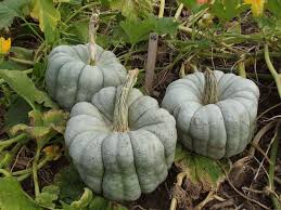 Gray Triamble Pumpkin Seeds for Planting